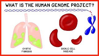 What is the Human Genome Project?