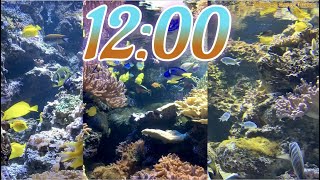 12 Minute Aquarium Timer/Countdown With Relaxing Music 🐟🐠|Cuenta Regresiva de 12 Minutos con Música.