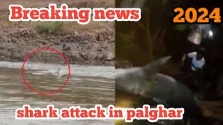 shark attack in palghar shark attack Australia attack gambia baby shark shark attack fatality