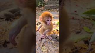 Mother monkey let her baby walk by herself