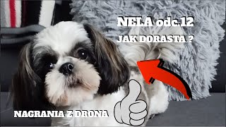 NELA odc. 12 JAK DORASTA 2 11 2024r