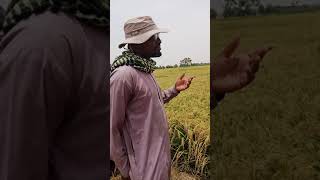 Understanding Rice Farming.