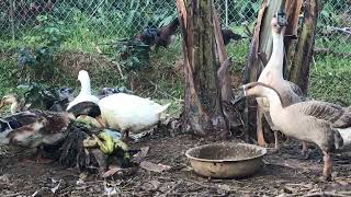 365 Days Of Relaxtion, Feed Black Duck and Goose | Cafe TV