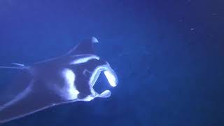 BIG ISLAND MANTA RAY NIGHT SNORKELING TOUR | KAILUA-KONA HAWAII | MANTA RAY |