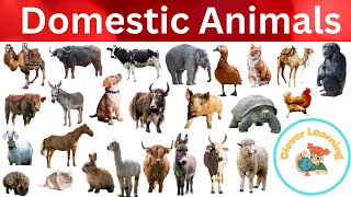 Domestic animal name and picture in English