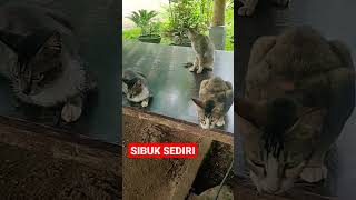 SIBUK SENDIRI #shorts #kucing #kucingimut #kucinglucu #kucingkampung #cats #viral #istanalokajaya