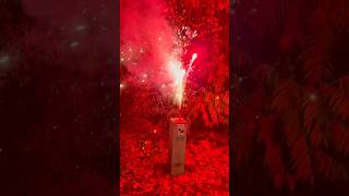 Kill bees monkey mania fireworks #shorts #fireworks