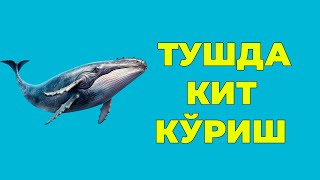 Туш табири - Тушда Кит куриш