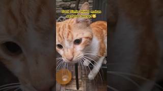 cara kucing oyen minta makan gemes banget