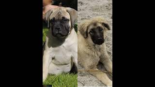 bullmastiff vs kangalshepherd attitude status🤩dogsplanet💞 #shorts #bullmastiff #kangalshepherd