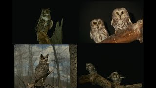 75045 Owls SSTV PD120