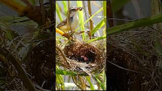 #birds #birdslover #nature #shorts