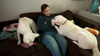 Wild Rose Vets Season 1 WEBISODE Happiness Is Dogs