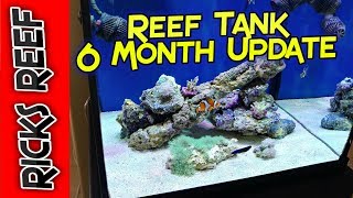 HOW TO: Setup a Reef Tank - 6 MONTH UPDATE