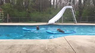 Crazy yorkies jumping on floats