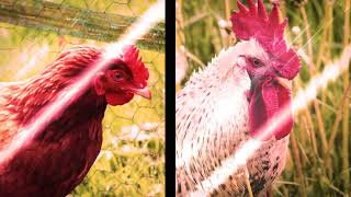 Portraits de poules