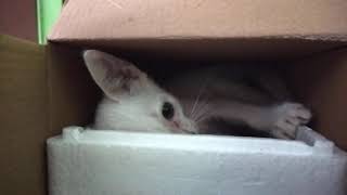 Cat in a Box