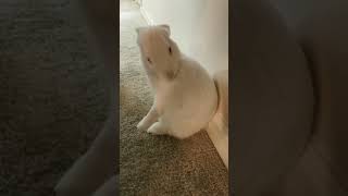 Bunny grooming herself