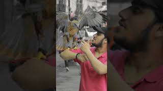 Mashallah ❤️🦅#youtubeshorts #viralvideo #viralshort #foryou #foryoupage #subscribemychannel #parrot🥰