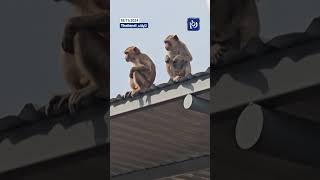 Around 200 monkeys break out of enclosure in central Thailand #trending #shorts #explore