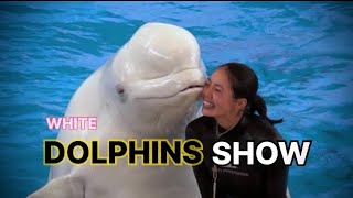 Dolphin Show at Yokohama Hakkeijima Sea Paradise, Japan FULL VIDEO [4K]