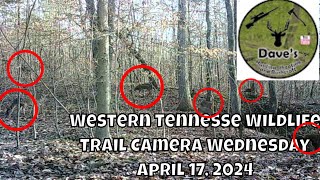 Western Tennesse Wildlife Trail Camera Wednesday - April 17, 2024