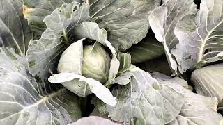 Cabbage downy mildew live