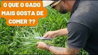 O que o gado mais  gosta de comer ??