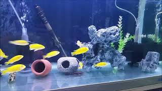 Why to use aquarium decorations? Do fish need decorations in their tank? What decorations to use?