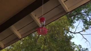 Hummingbird wars