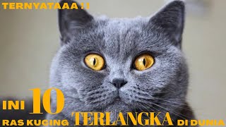 TERNYATA!! INI 10 RAS KUCING TERLANGKA DIDUNIA