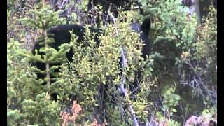 Black Bear with cubs 2009