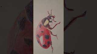 a ballpen drawing of a ladybug #ballpen #art#ladybug #ladybugart#drawing #red#balpenart #shorts