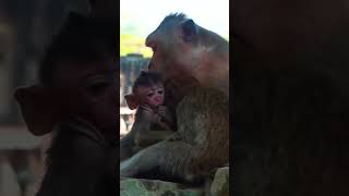 Ep226. Cute Monkey Goes Bananas in Adorable Viral Video!