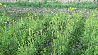 【自然農】2023年2月27日 春の野菜育苗の様子・ブロッコリーの赤ちゃん【natural farming】