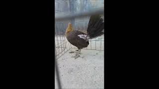 gallina antonio calvo 001 #ornitologia #canarios #aves #pajaros #gallinas #gallos