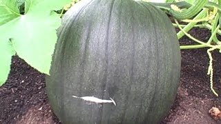 Pittman's Pumpkin Patch, Pittman's Garden Patch 2015 Part 15