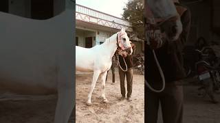 Chhati kr lage Rahiye #tranding #indianhorse #shortsvideo #horselover #shortsfeed