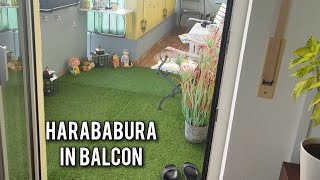 Daily Vlog😊Harababura in balcon, noi schimbări!!!