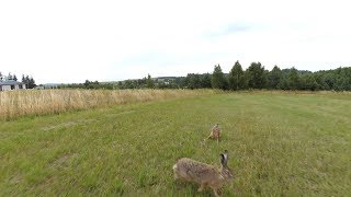 Drone vs. hares, rabits