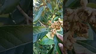 A loquat fruit tree with flowers and some minute fruits