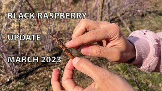 Black Raspberry Transplants Update