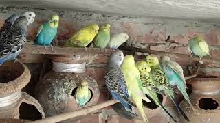 Beautiful parrots birds budgie _ parrots sounds and song #birds #birdsounds