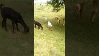 After the rain, the green animals around are having fun #animals #beautifulvoice #viralvideo