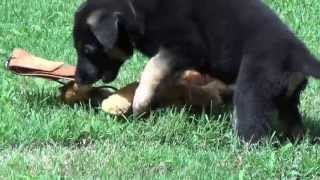 Vom Weiland Nearly 7 weeks old, July 13, 2013 All Puppies play