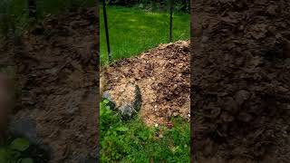 Planting Pumkin Starts in the Compost Pile