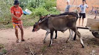 vendi mais uma pareia de bezerro guzera. comprado já saiu com eles amansando no carro de carneiro