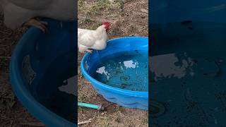 Why do Chickens take dust baths? #chicken #backyardanimals #freerangechickens  #fyp #shorts