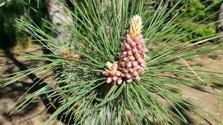 Baby pinecones!!