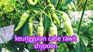 Keunggulan cabe rawit shypoon